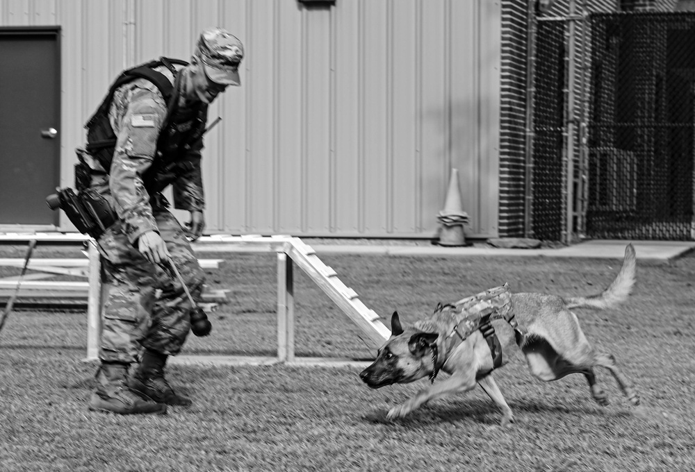 Working like a dog: MWD Maya serves our nation