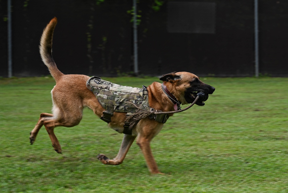 Working like a dog: MWD Maya serves our nation