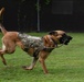 Working like a dog: MWD Maya serves our nation