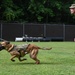 Working like a dog: MWD Maya serves our nation