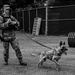 Working like a dog: MWD Maya serves our nation