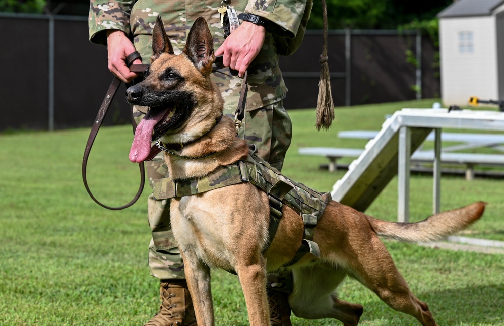 Working like a dog: MWD Maya serves our nation