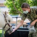 NMRTC San Diego Hosts Mini Horses for Therapy