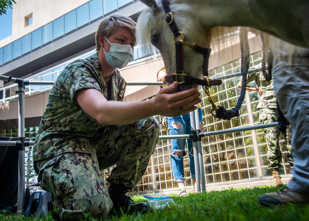 NMRTC San Diego Hosts Mini Horses for Therapy