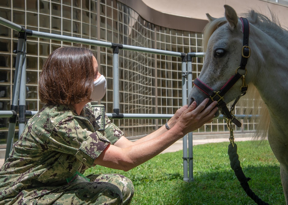 NMRTC San Diego Hosts Mini Horses for Therapy