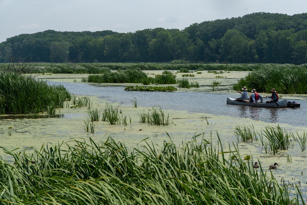 Mentor Marsh flowering rush control