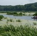 Mentor Marsh flowering rush control