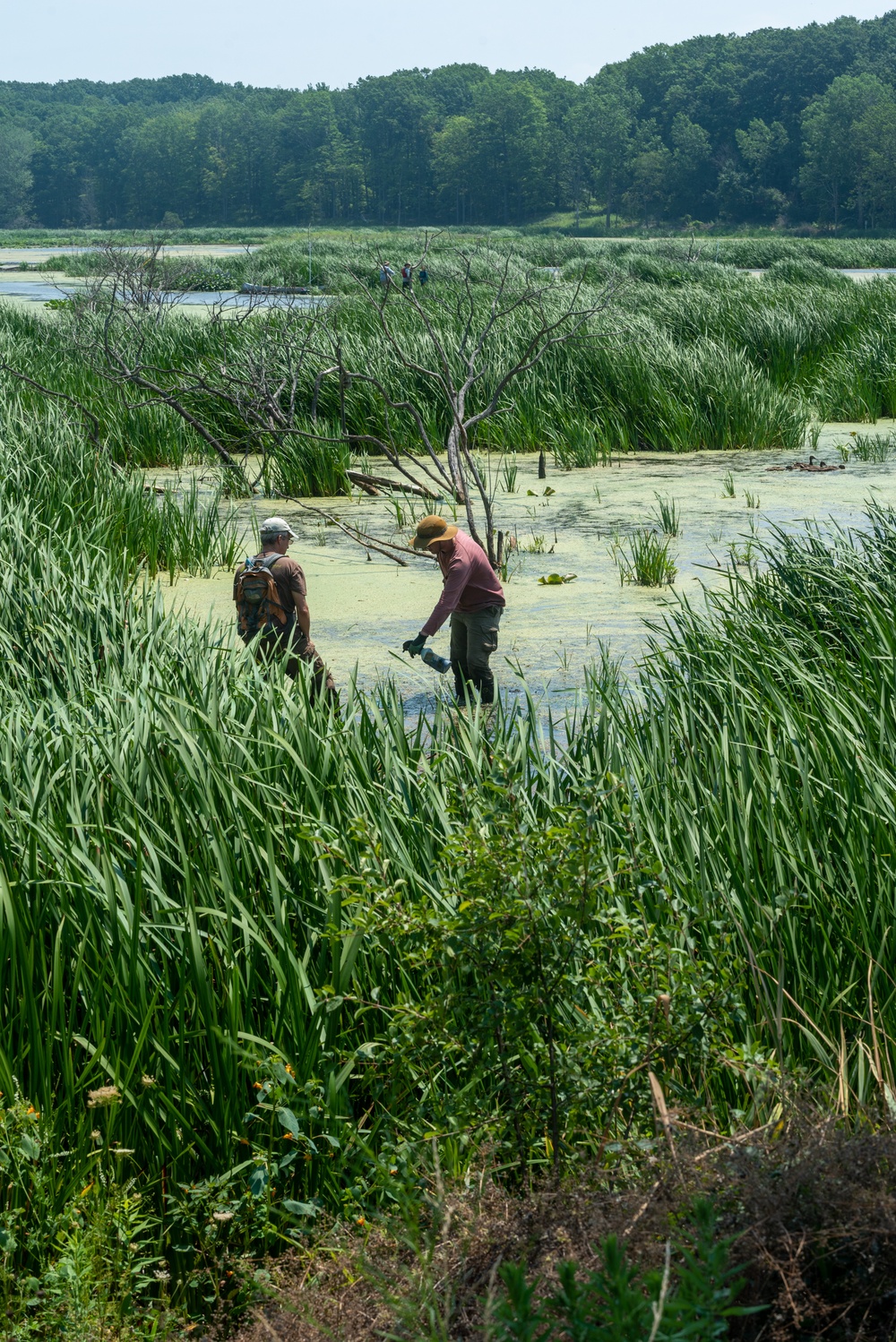 Mentor Marsh flowering rush control