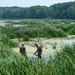 Mentor Marsh flowering rush control