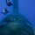 Naval Special Warfare Command Conducts Dive Operations with USS North Carolina
