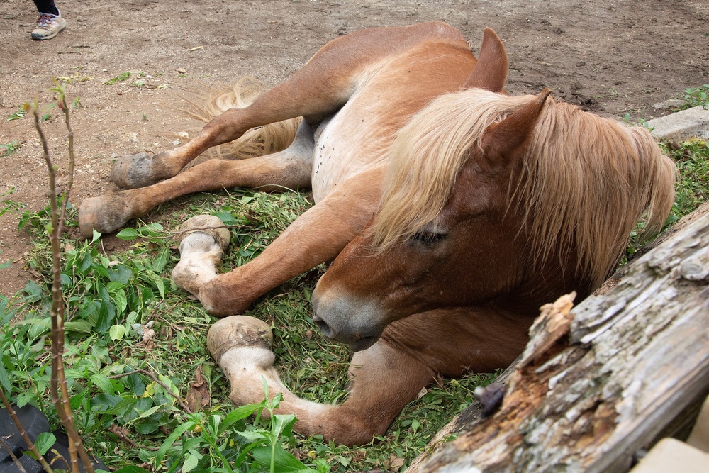 A passion of Marine Farrier saves a horse’s life