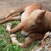 A passion of Marine Farrier saves a horse’s life