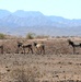 Wild burros are longstanding denizens of U.S. Army Yuma Proving Ground