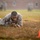 Officer Candidates School Combat Fitness Test A military service member in desert camouflage uniform is performing a low crawl exercise on a grass field. The individual is prone on the ground, propelling forward with elbows and boots, appearing focused and determined. Orange traffic cones are visible marking the course boundaries, with a brick building and other personnel visible in the blurred background.