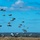 A large-scale military airborne operation is captured mid-execution, showing numerous paratroopers descending from altitude over an open drop zone. A military transport aircraft, consistent with a C-17 Globemaster III, is visible in the upper background having just completed a mass tactical jump. Several parachutes have already landed on the ground in the foreground, while dozens more remain airborne at various altitudes.