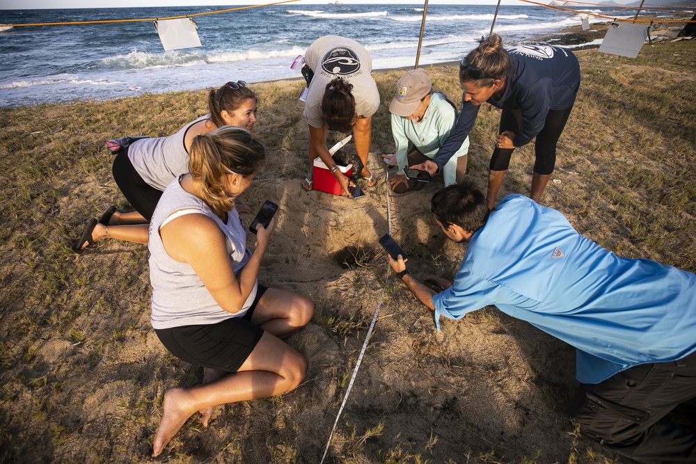 Sea Turtle Excavation aboard Fort Hase, MCBH