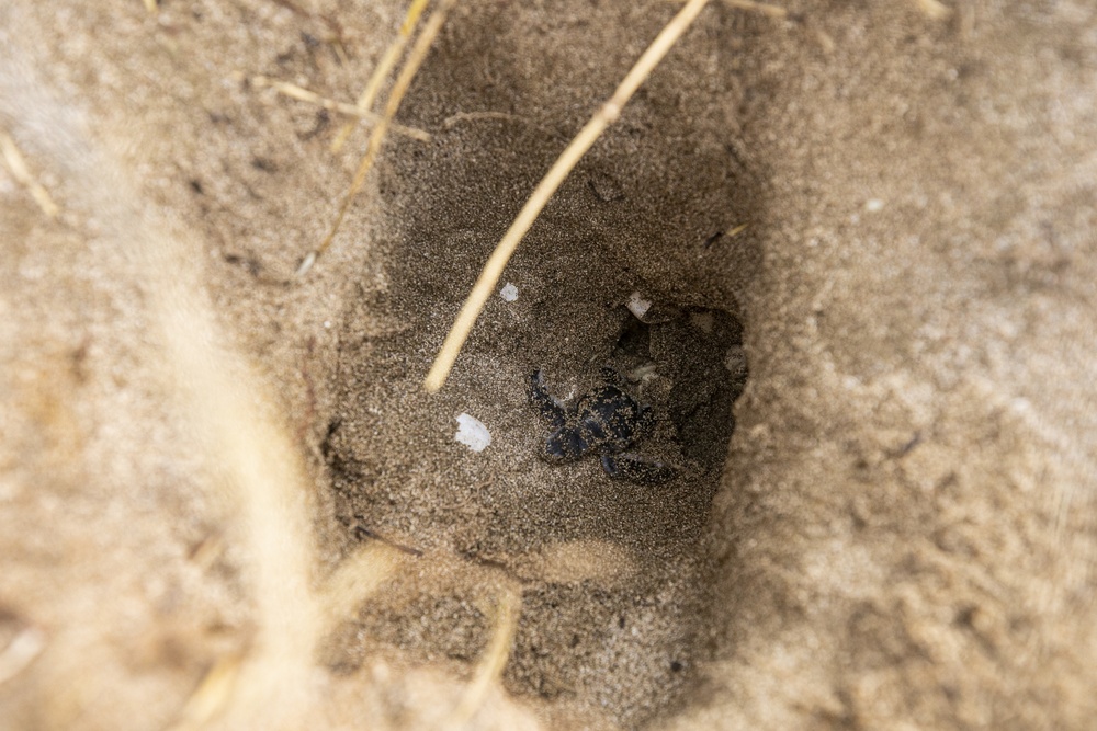 Sea Turtle Excavation aboard Fort Hase, MCBH