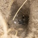 Sea Turtle Excavation aboard Fort Hase, MCBH