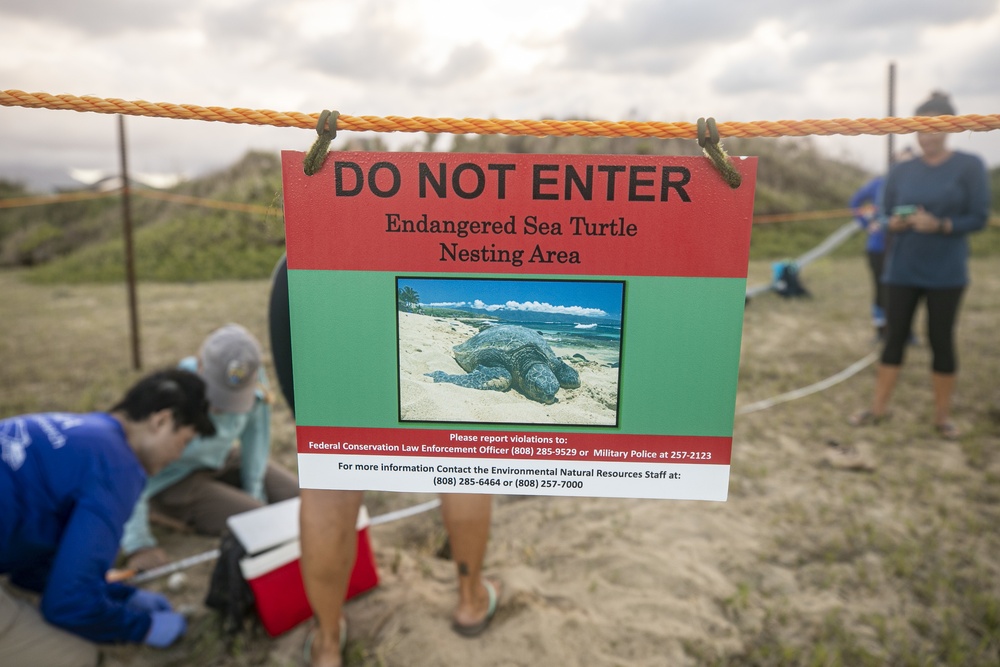 Sea Turtle Excavation aboard Fort Hase, MCBH