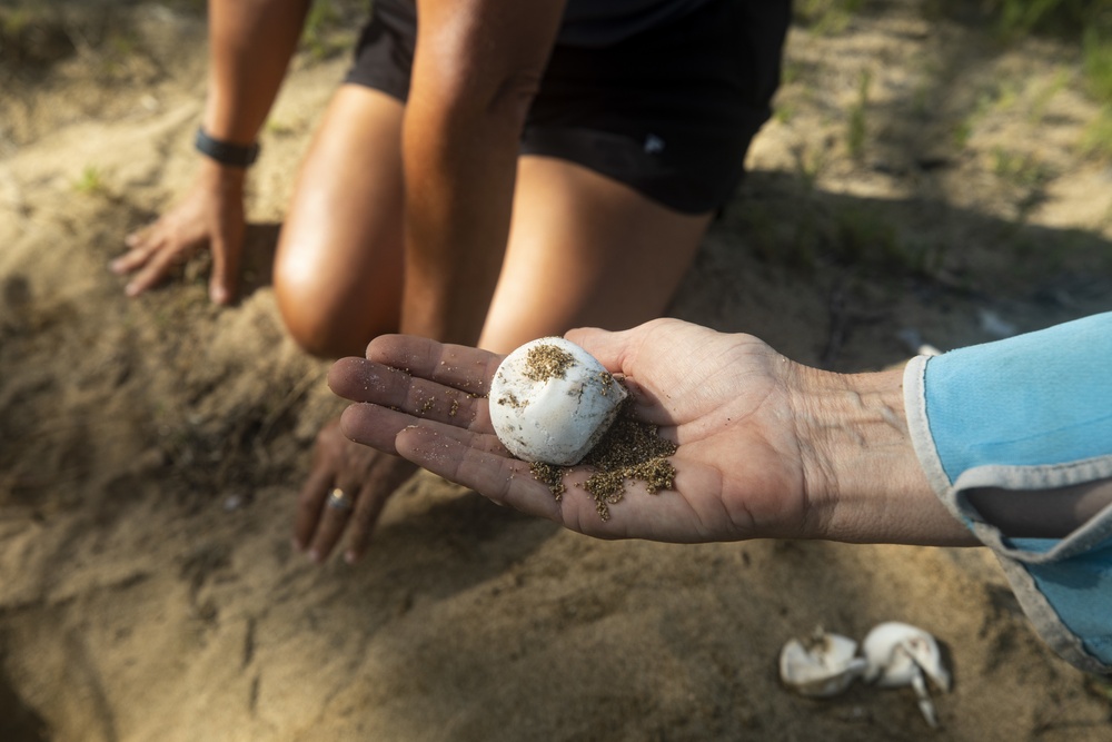 Sea Turtle Excavation aboard Fort Hase, MCBH