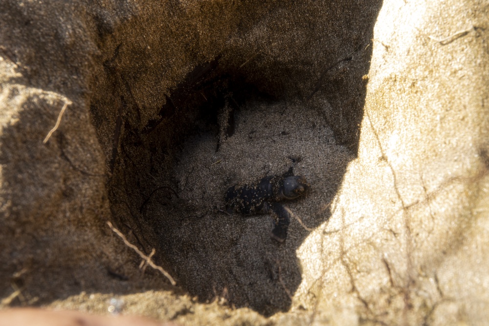 Sea Turtle Excavation aboard Fort Hase, MCBH