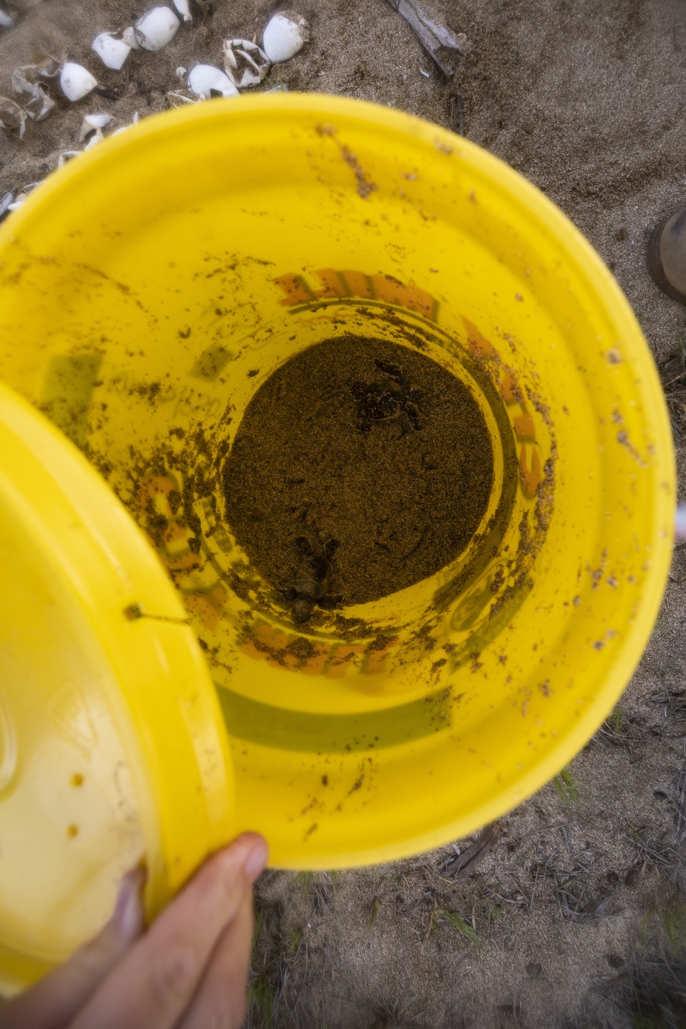 Sea Turtle Excavation aboard Fort Hase, MCBH