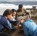 Sea Turtle Excavation aboard Fort Hase, MCBH