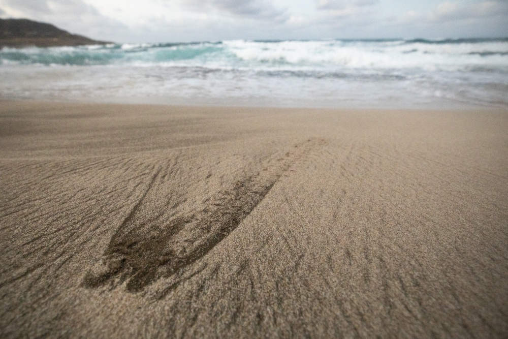 Sea Turtle Excavation aboard Fort Hase, MCBH