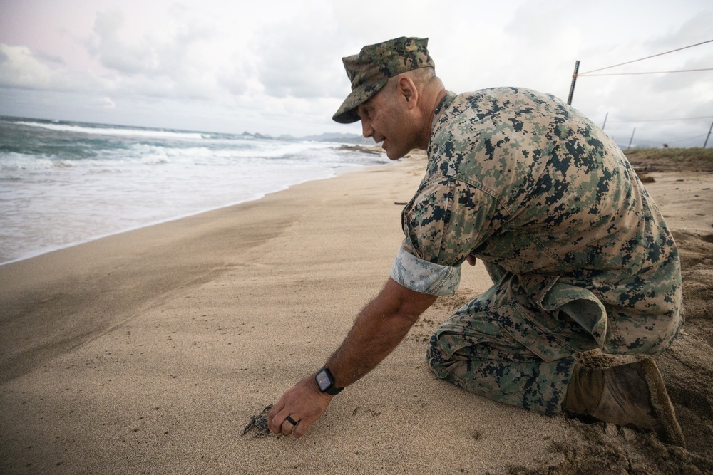 Sea Turtle Excavation aboard Fort Hase, MCBH