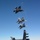 Talisman Sabre 21