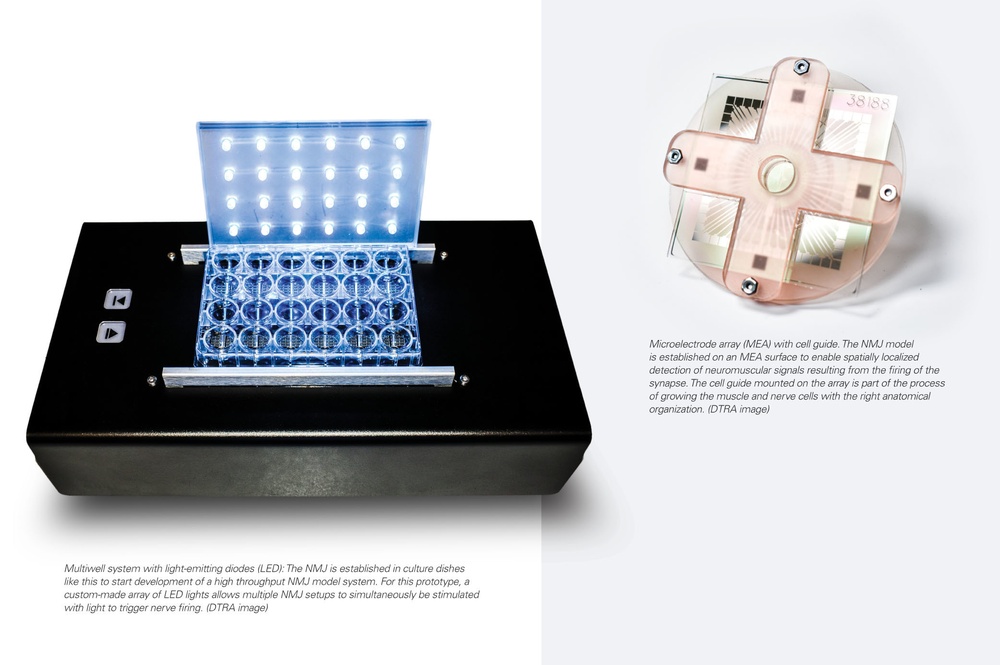 Making the Connection: Activating muscle cells in a dish to aid in chem-bio medical countermeasure discovery and development