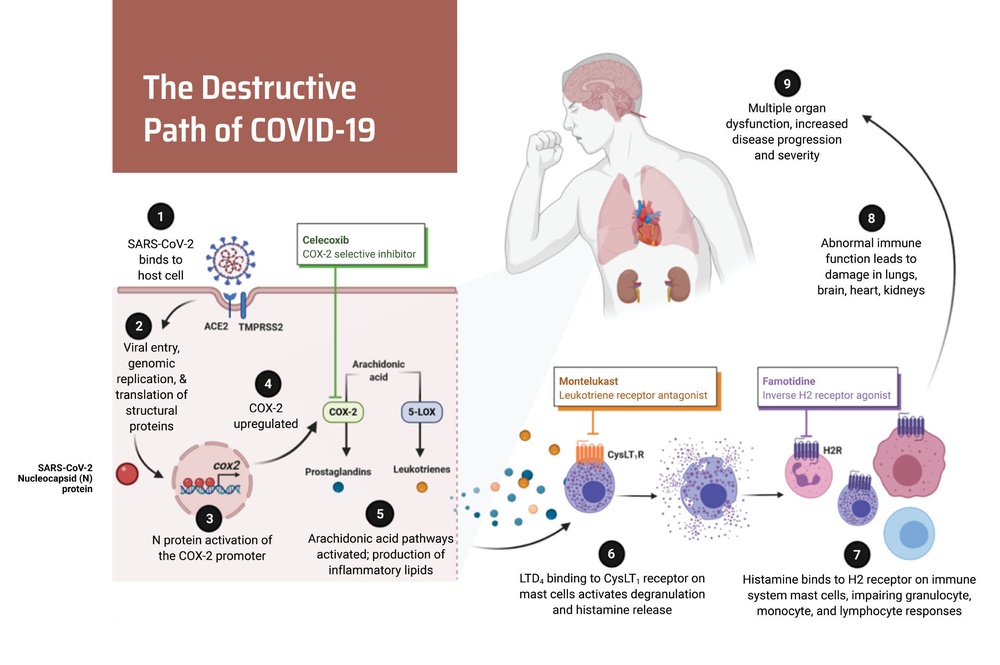 On the Mend: The search for COVID-19 therapies has led to familiar places