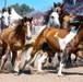 Cheyenne Frontier Days'  Rodeo