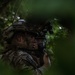 Defender Pacific 21: Special Forces Soldiers conduct maneuvers with JGSDF in Guam