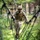 A military service member in MARPAT desert camouflage uniform is traversing a rope suspension bridge obstacle in a wooded training environment. The soldier is wearing full combat gear including a tactical vest, helmet, gloves, and face camouflage paint. This appears to be a military obstacle course or field training exercise.