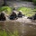 Four military personnel in full combat gear are low-crawling through a shallow muddy water obstacle, holding their rifles above the water surface. They are wearing MARPAT (Marine pattern) camouflage uniforms with helmet covers and protective eyewear, suggesting this is a U.S. Marine Corps training exercise. The scene depicts a water obstacle course or field training evolution in a wooded, grassy environment.