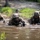 Multiple military personnel in full combat gear are crawling through a shallow muddy water obstacle during what appears to be a training exercise. The soldiers are heavily covered in mud and are carrying rifles while low-crawling through the water. The setting is an outdoor training environment with green vegetation visible in the background.