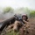 A soldier in full combat gear and camouflage uniform is crawling through a muddy water obstacle during what appears to be a military training exercise. The soldier is carrying a rifle and wearing a helmet with protective eyewear, fully submerged to chest level in murky brown water. Smoke or fog fills the background, suggesting simulated combat conditions during the training course.