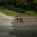 MWSS-171 Conducts Ground Air Defense Training During Eagle Wrath 21