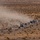 A military vehicle convoy is traveling along a desert road, kicking up significant dust clouds. The convoy consists of multiple vehicle types including HMMWVs, large military trucks, and what appear to be utility terrain vehicles (UTVs). The setting is an arid desert landscape with sparse scrub vegetation, consistent with a training environment such as the Mojave Desert.