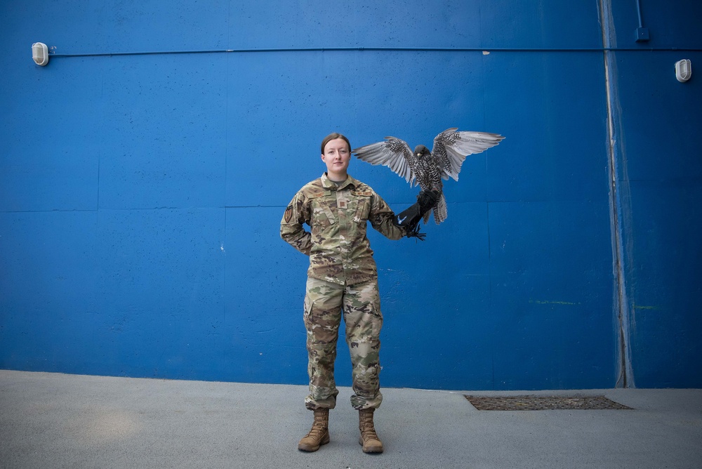 USAFA Falconry