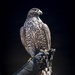 USAFA Falconry