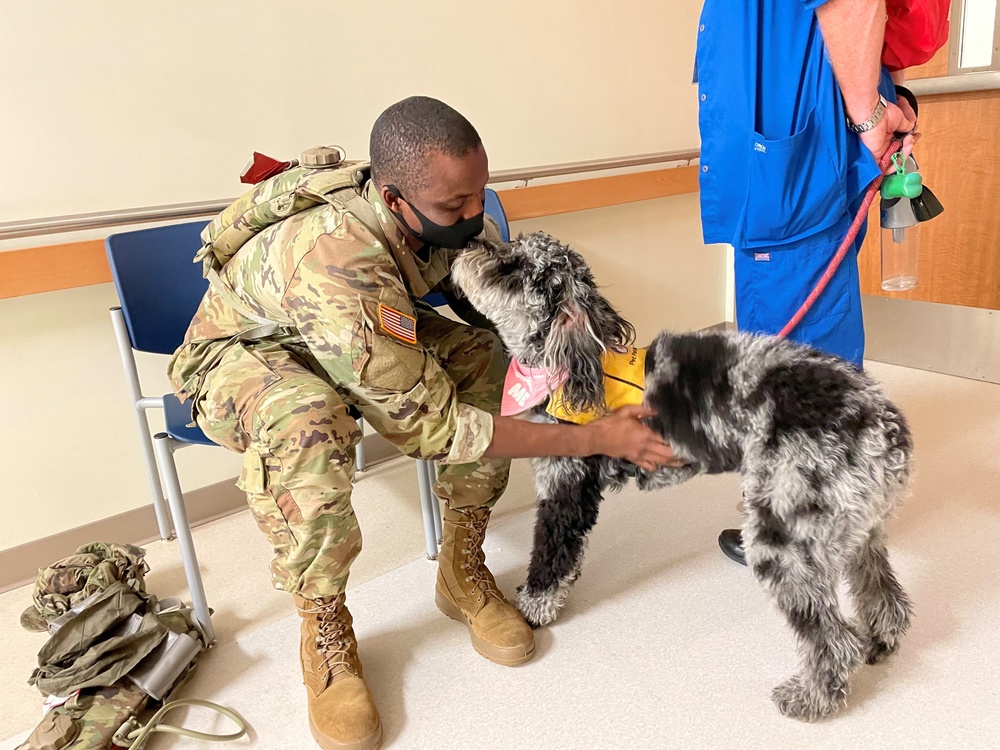 Battlebuddies: Brightening People’s Day one paw at a time