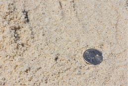 ERDC researchers engage citizen scientists in data collection