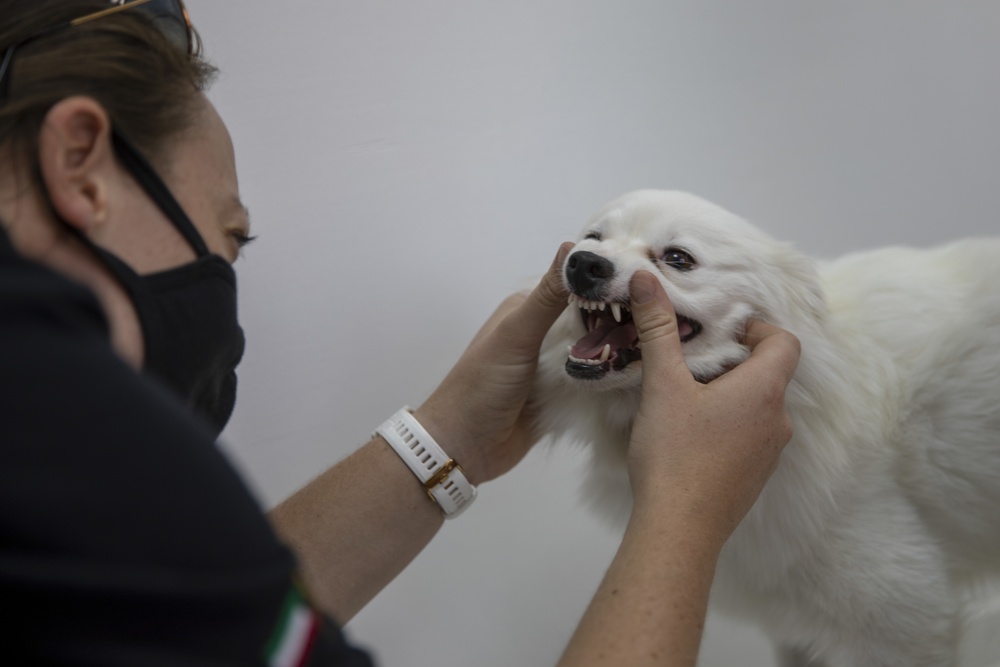 Army Veterinarians visit Kuwait facilities