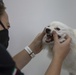 Army Veterinarians visit Kuwait facilities