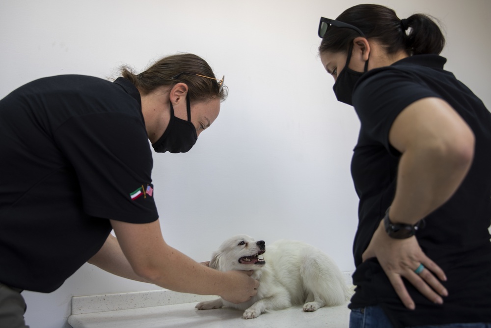 Army Veterinarians visit Kuwait facilities