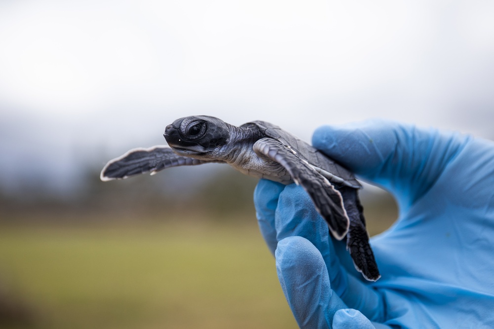 A baby sea turtle is held up during an excavation at Fort Hase Beach, Marine Corps Base Hawaii, Aug. 10, 2021.