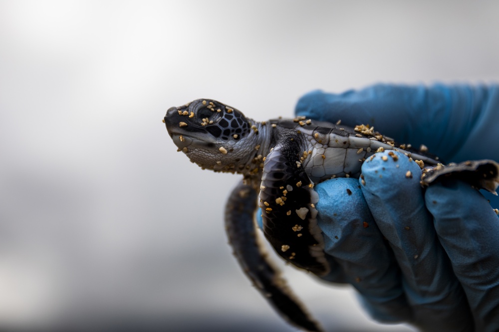 The Great Turtle Journey: Baby sea turtles make their first trek to the ocean