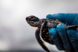 The Great Turtle Journey: Baby sea turtles make their first trek to the ocean